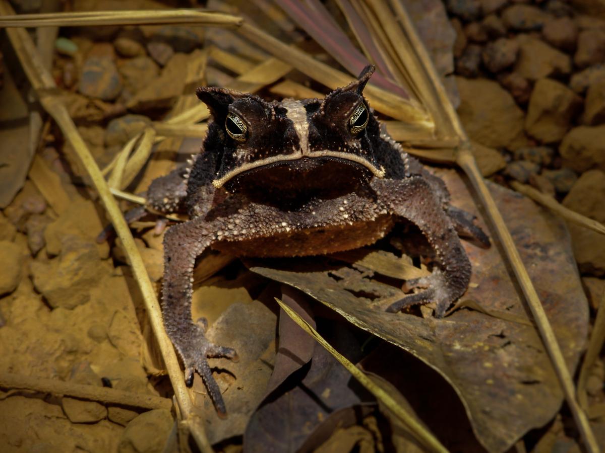 Rhinella margaritifera